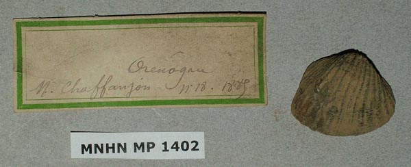 specimen