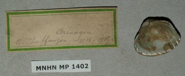 specimen