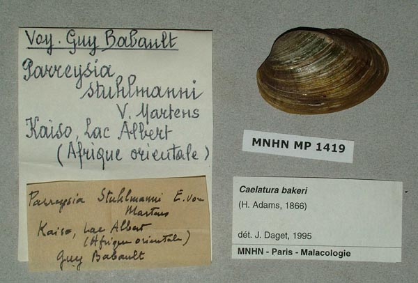 specimen