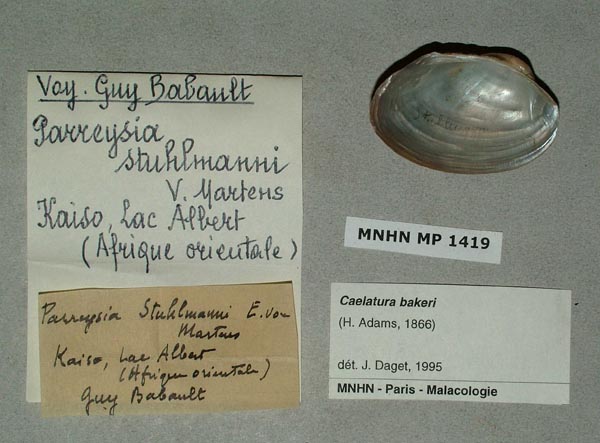 specimen