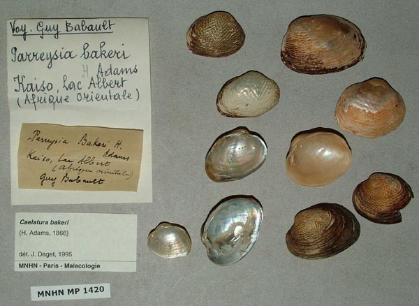 specimen