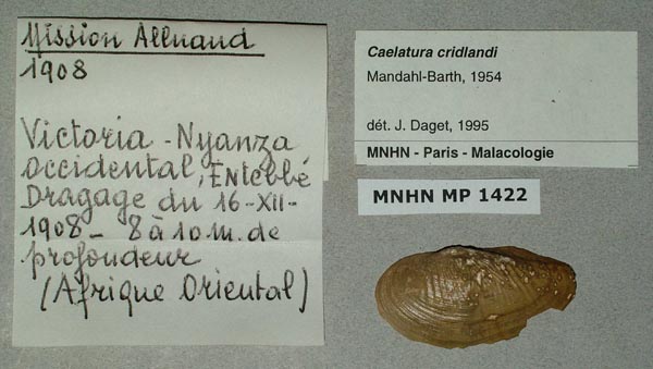 specimen