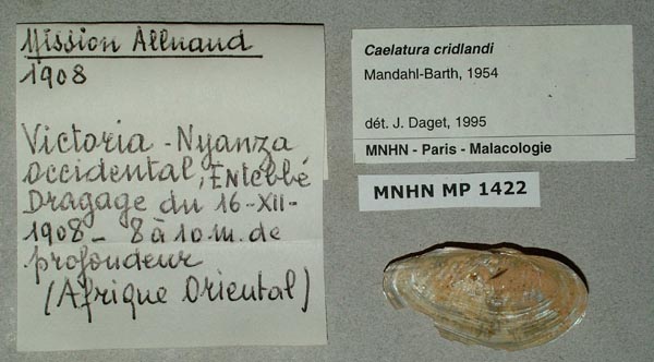 specimen