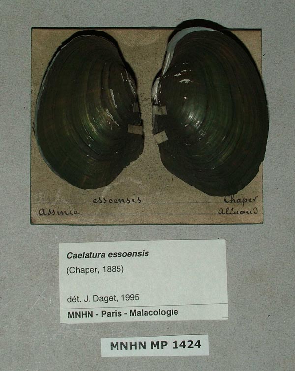 specimen