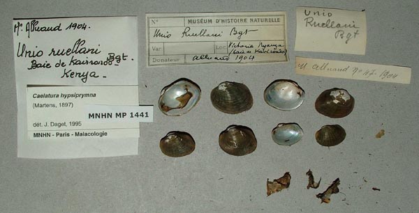 specimen