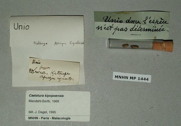 specimen