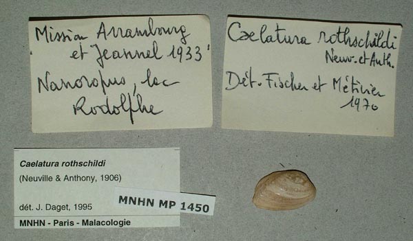 specimen