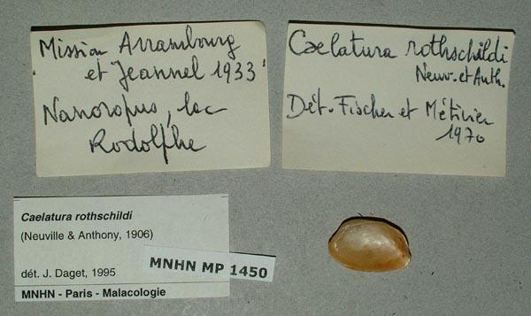 specimen