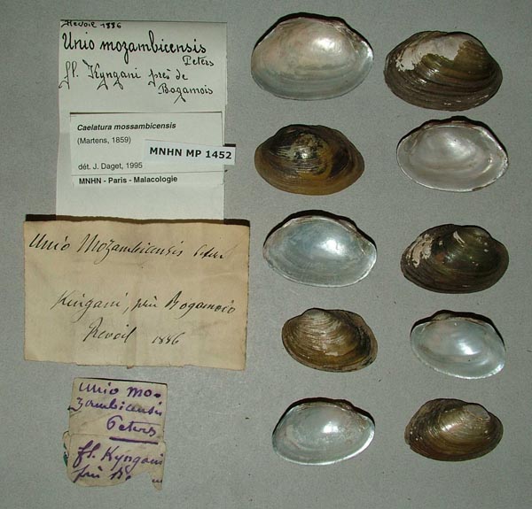 image of lot MNHN_MP_1452 image of lot MNHN_MP_1452