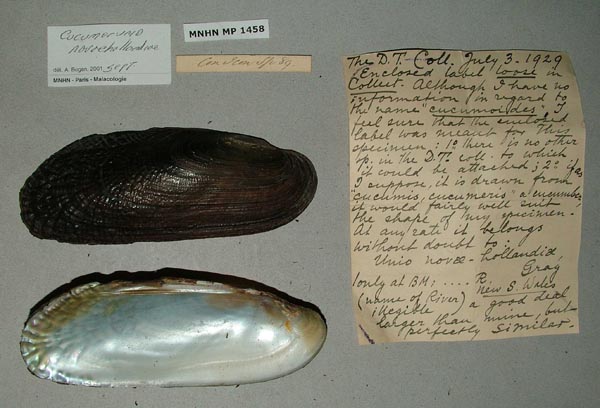 specimen