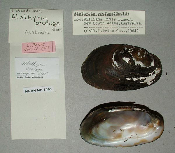 specimen