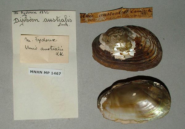 specimen