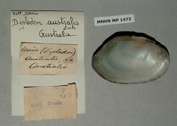 specimen