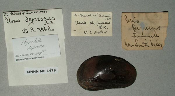 specimen