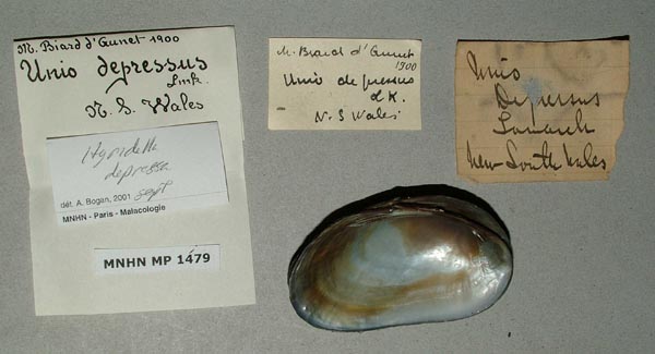 specimen