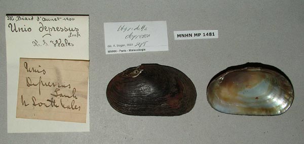 specimen