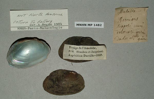 specimen