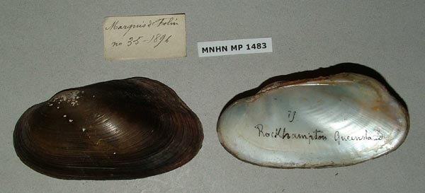 specimen