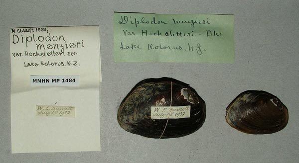 specimen