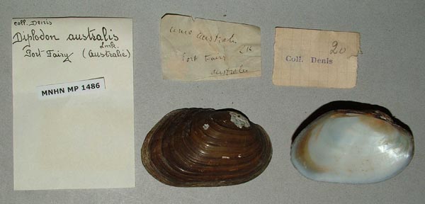 specimen