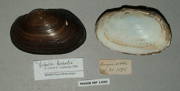 specimen
