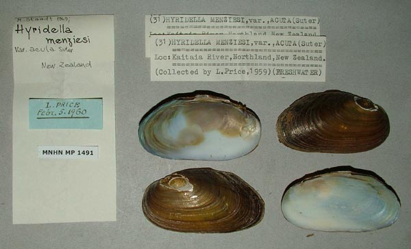 specimen