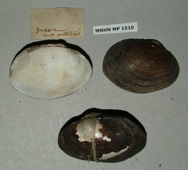 specimen