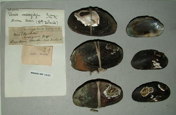 specimen
