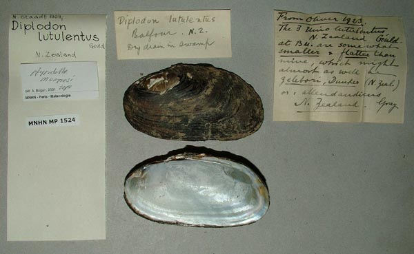 specimen