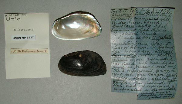 specimen