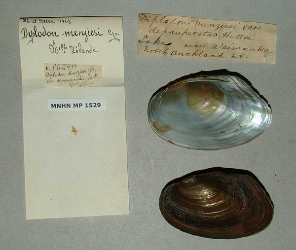 specimen