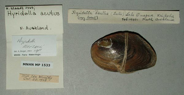 specimen