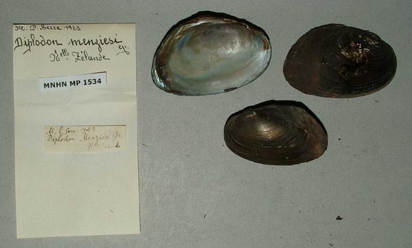 specimen