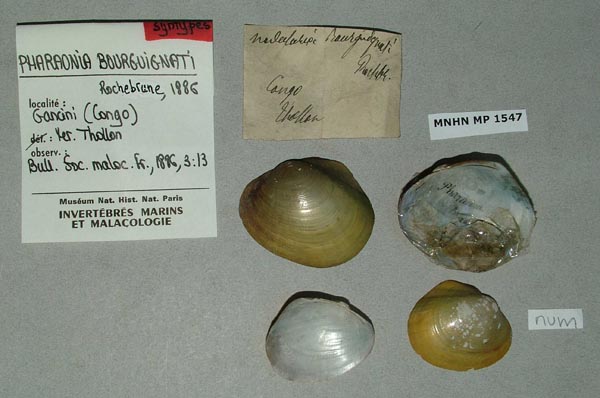 specimen