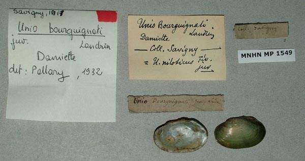 specimen