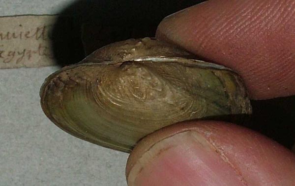 specimen