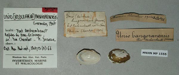 specimen