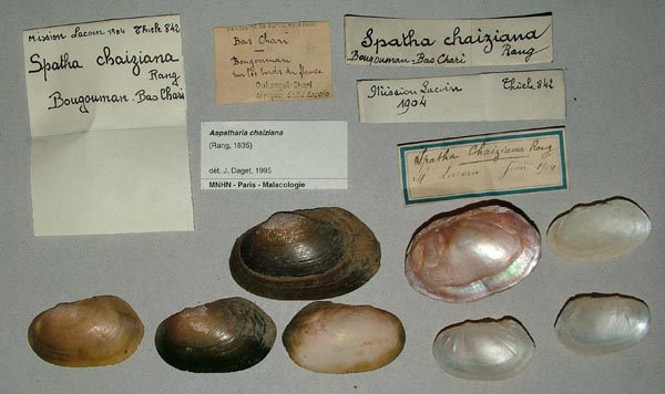 specimen