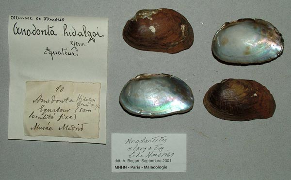 specimen