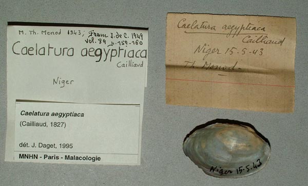specimen