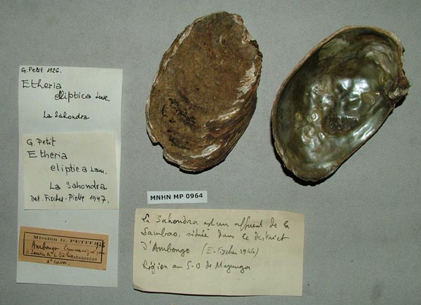 specimen