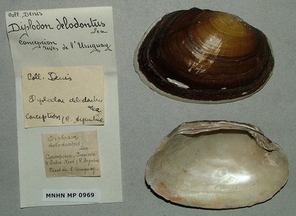 specimen