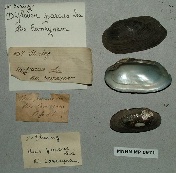 specimen