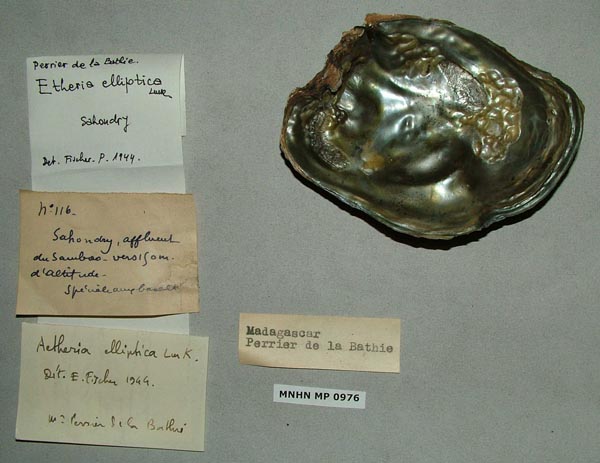 specimen