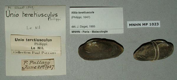 specimen
