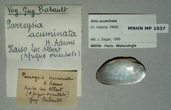 specimen