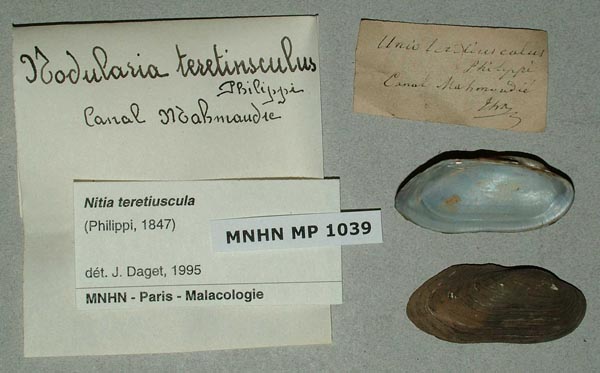 specimen