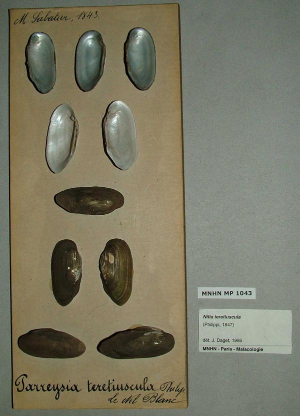 specimen