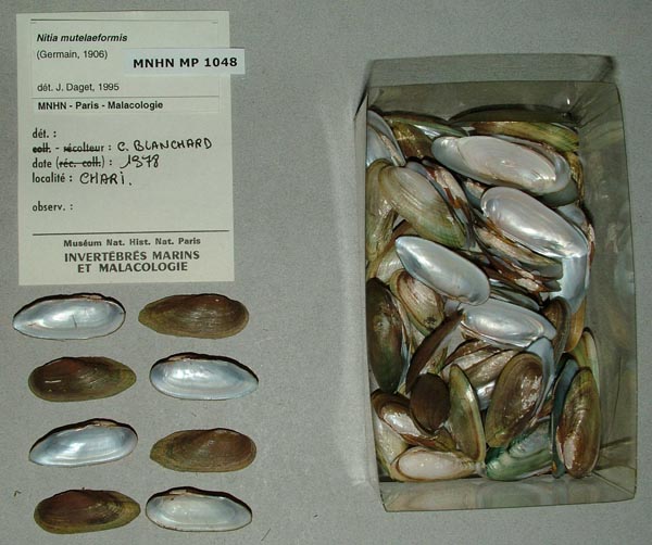 specimen