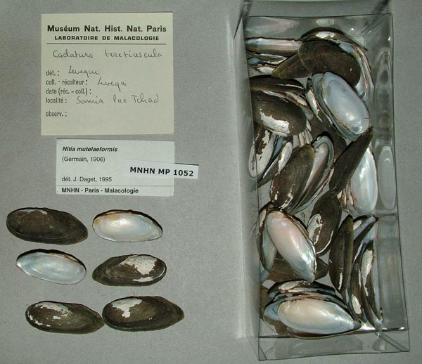 specimen